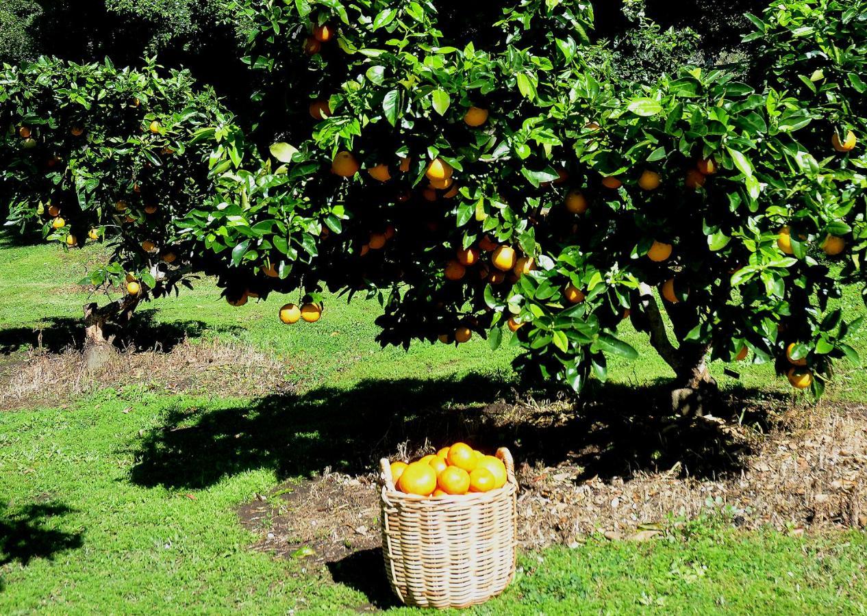 Pomona Rosecliffe Farm Cottages מראה חיצוני תמונה